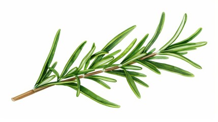 Fototapeta premium Delicate watercolor illustration of fresh rosemary sprigs, capturing the essence of this aromatic herb against a crisp white background.