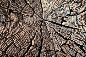 Fototapeta premium Tree rings background texture, cut tree, Tahoe, California