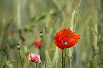 Naklejka premium Bright red poppy flower in a green wheat field on a sunny day