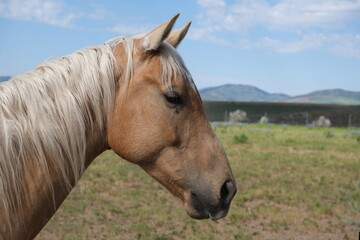 horse side face close up. Livestock animal head profile