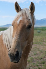 horse front face close up. Livestock animal head