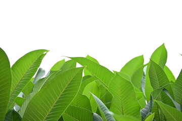 beautiful green leaf texture in springtime, water drop on frangipani leaves