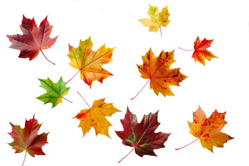 autumn leaves collection
