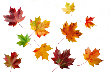 autumn leaves collection