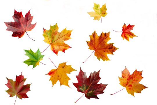 autumn leaves collection