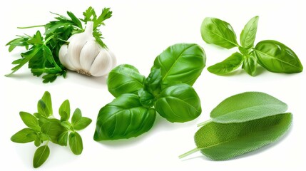 Fresh basil, garlic, parsley, rosemary, and sage herbs isolated on a white background for culinary designs.