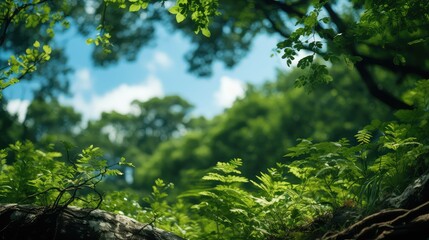Trees in forest from below green tops of trees