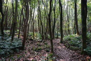mossy trees and rocks in old forest