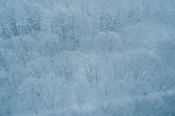 View of Snow monster in Winter day at Mount Zao ski resort, Yamagata prefecture, Japan. powder snow covered in frosty weather. Travel, Adventure and Vacation background