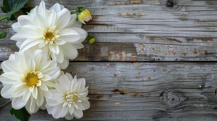Fototapeta premium White dahlia blossoms on aged wooden planks a charming flower in sunny weather