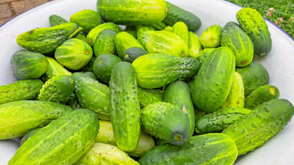 green fresh cucumbers good for pickling or for salad