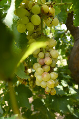 Close up of grapes hanging on Vine, Hanging grapes. Grape farming. Grapes farm. Tasty green grape bunches hanging on branch. Grapes With Selective Focus on the subject, Chakwal, Punjab, Pakistan