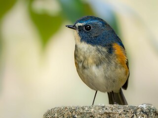 森の中の木陰で杭に留まっているルリビタキの雄