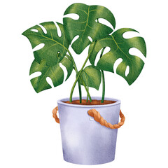 Enhance home decor with stylish Monstera plant in rustic bucket for trendy touch