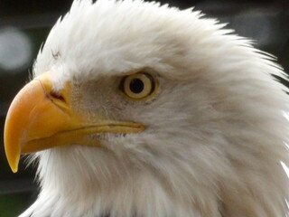 Eagle Head