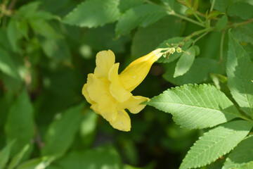 Yellow trumpetbush (Tecoma stans) Called Yellow bell or Yellow Elder Flower, trumpet flower, Beautiful bunch of yellow flowers closeup with green leaves Background, tecoma stans