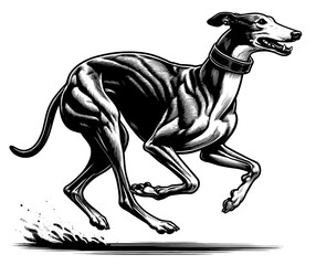 Hand drawn Cute Greyhound dog in full-body, vector sketch isolated on white background.	