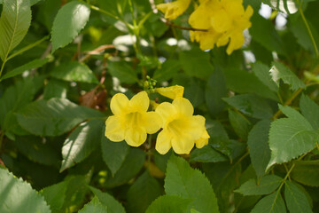 Fototapeta premium Yellow trumpetbush (Tecoma stans) Called Yellow bell or Yellow Elder Flower, trumpet flower, Beautiful bunch of yellow flowers closeup with green leaves Background, tecoma stans