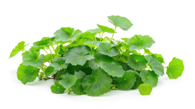 Centella asiatica plant isolated on white background