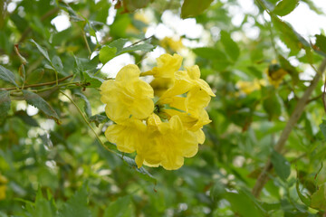 Yellow trumpetbush (Tecoma stans) Called Yellow bell or Yellow Elder Flower, trumpet flower, Beautiful bunch of yellow flowers closeup with green leaves Background, tecoma stans