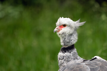The southern screamer (Chauna torquata), portrait on a green background.