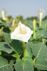 Datura or jimson weed flower closeup, Datura flower, also known as moonflower and jimson weed....