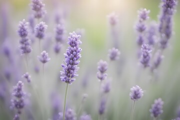 Obraz premium English lavender flower bokeh background, AI Generated