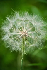 Fototapete dandelion seed head © Justin Tornatore