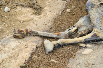 camel dead, Remains of a dead camel closeup, camel carcass with only skin and bones undergoes natural mummification beside the road in Chakwal, Punjab, Pakistan