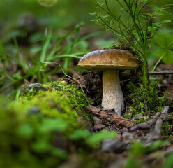 mushroom in the forest