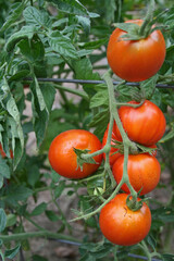 Ripe tomatoes.
