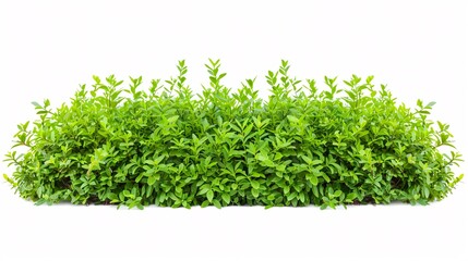 Fototapeta premium Tall verdant shrub isolated on pure white backdrop.