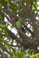Unripe Green mangoes hanging on Branch. Fresh green mango on tree. Pakistani Mango. Bunch of Mango's. raw mango hanging on tree with leaf background in summer fruit, Chakwal, Punjab, Pakistan