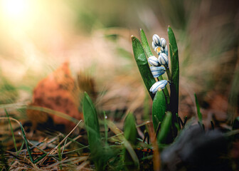 spring in the forest