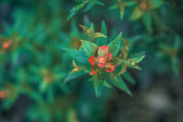 Red and green forest leaves