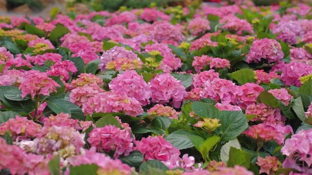 Blooming pink hydrangeas in lush garden, showcasing beauty of nature and vibrant floral environments. Gardening and Nature.