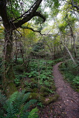 autumn pathway through ferns and old trees