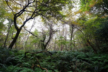 dense autumn forest with ferns and old trees