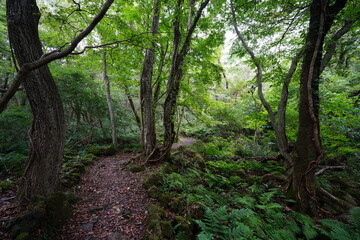 autumn pathway through ferns and old trees