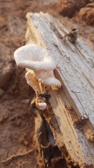 Lentinus squarrosulus is a species of fungus from the Polyporaceae family
