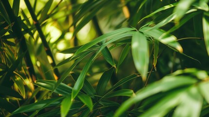 Obraz premium Lush and Green Bamboo Forest: Stunning Low Angle Shot (Optimised for Search Engines)