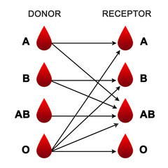 Fototapeta premium Blood donation match or blood groups or Donor and recipients or Blood type compatibility or possibility combination 