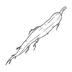 cassava outline vector illustration