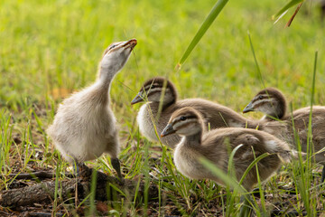 A group of Australian Wood Duckings walking in green grass