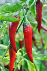  close-up of growing and ripening organic chili peppers plantation in the vegetable garden,...