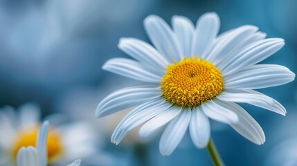 Obraz premium A_close-up_of_a_white_daisy_with_a_yellow_center