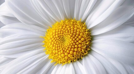 A_close-up_of_a_white_daisy_with_a_yellow_center