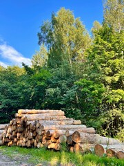 freshly cut pine logs are stacked in a large pile or stack