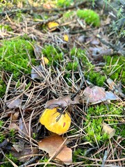 chanterelle mushrooms in the forest among the moss. concept of collecting organic mushrooms and berries