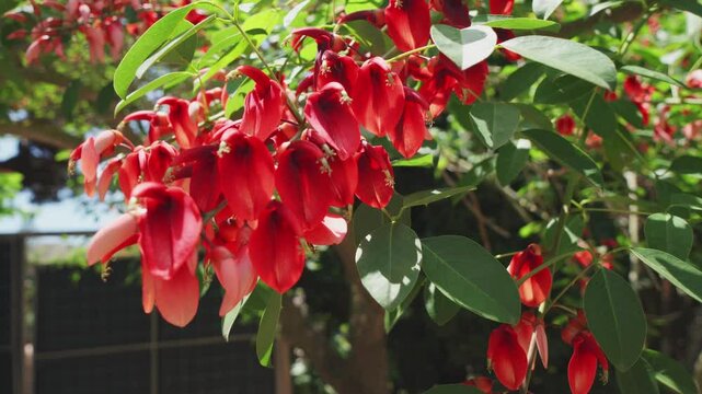 Erythrina crista-galli in bloom in autumn